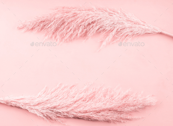 Pale Pink Background With Pampas Grass Stock Photo By Tenkende Photodune