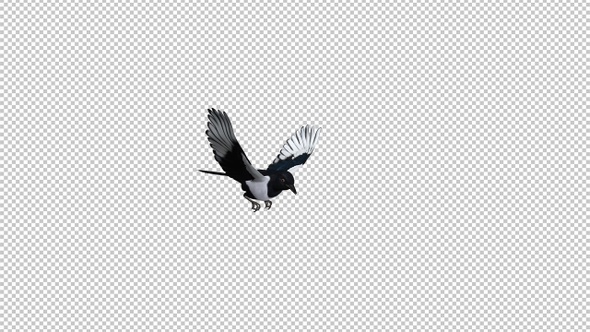 Eurasian Magpie Bird - Flying Over Screen - III - Alpha Channel