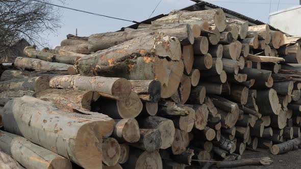 Timber Logging. Freshly Cut Tree Wooden Logs Piled Up. Wood Storage for Industry alt