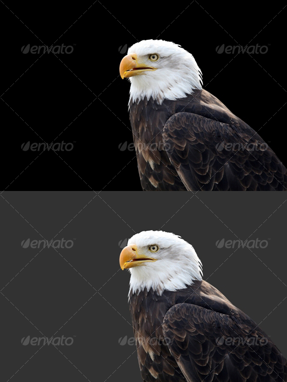 Eagle #3 - Nature & Animals Isolated Objects