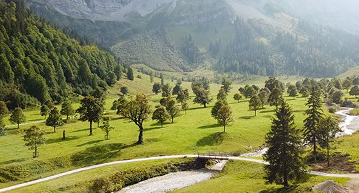 Maple tree in the high Alps
