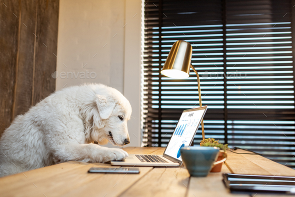 Dog with a laptop in the office