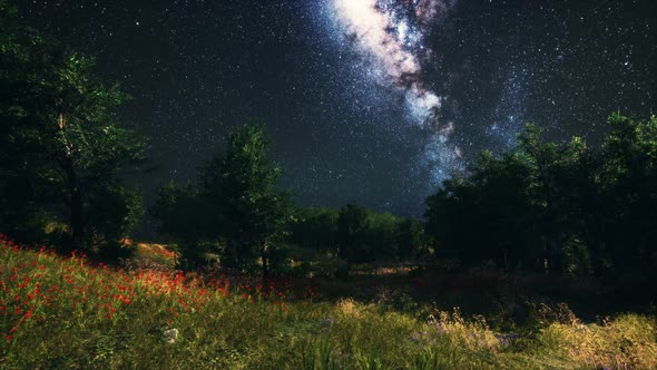 Green Trees Woods In Park Under Night Starry Sky alt