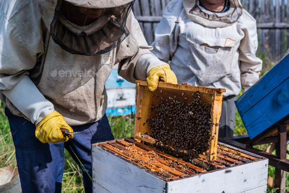 Elderly beekeepers are inspecting honeycombs. Local family apiary business