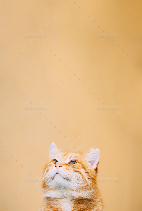 Close Up Head Snout Of Peaceful Orange Red Ginger Tabby Cat Male Kitten Looking Up On Yellow Stock Photo By Grigory Bruev