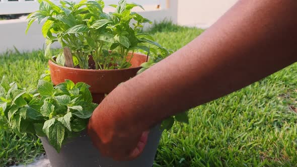 Pruning fresh oregano out of the pot. alt