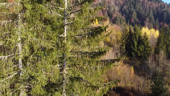 Drone Shot ing forwards) of an Colourful Autumn Mountain with a mix of Deciduous and Evergreens alt