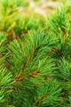 Needles of Branch Japanese Stone Pine Pinus Pumila. Natural Coniferous Medicinal Plant - PhotoDune Item for Sale