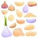 Garlic Icons Set Cartoon Style