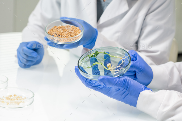 Gloved hands of two researchers studying soy grains and lab-grown sprouts