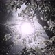Cinematic, mystical view of sun penetrating through the trees in the forest - VideoHive Item for Sale