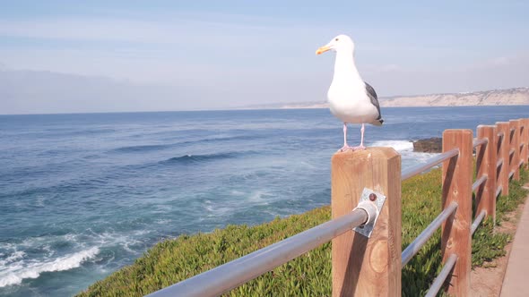 Ocean Waves on Beach Sea Water Surface California USA alt