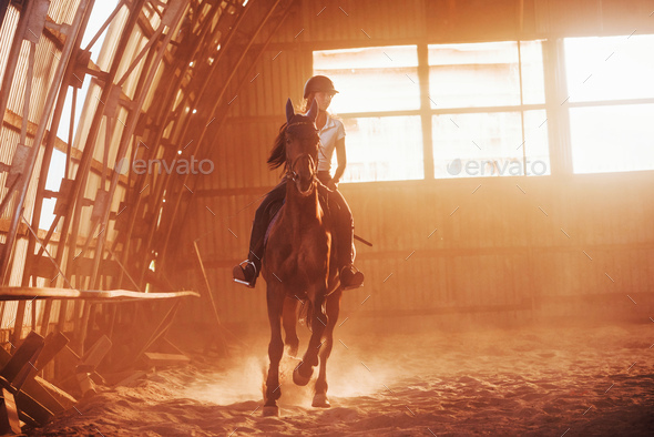 The girl jockey on the back of a stallion rides in a hangar on a farm