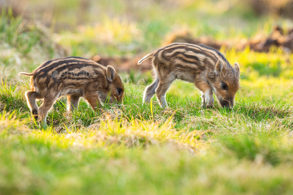 Little wild boar piglets grazing on grassland in springtime - Stock Photo - Images