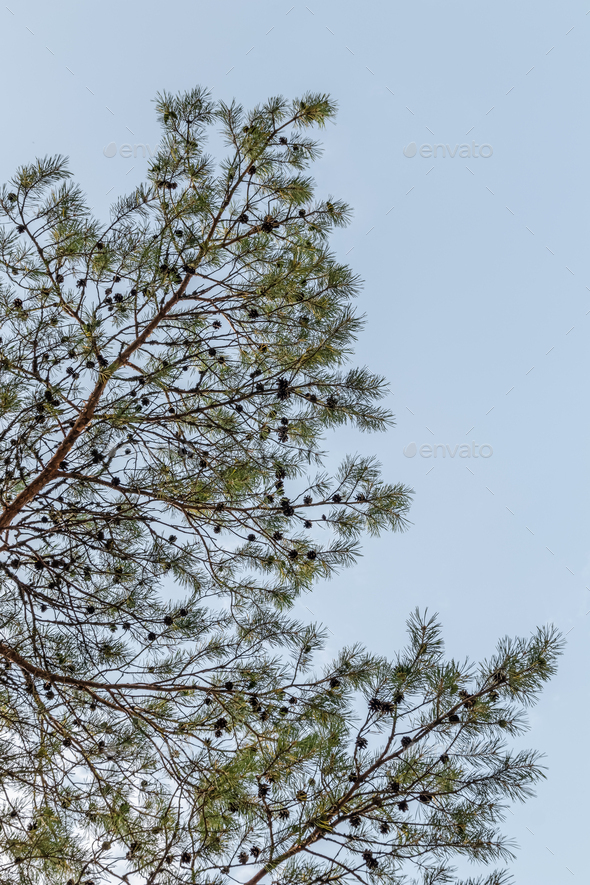 274,826 Pine Branches Sky Images, Stock Photos, 3D objects, & Vectors