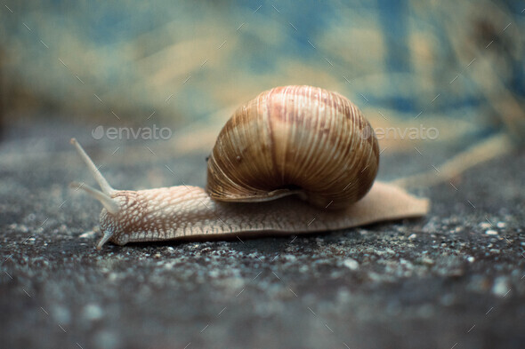 Snail - Stock Photo - Images