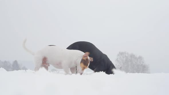 two dogs (black and white) playing in a fresh snow during winter time