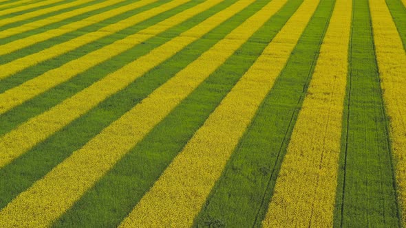 Rapeseed Bloom in the Belarusian Fields. View From the Drone Above the Meadow