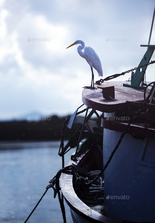 Great Egret On The Boat - Stock Photo - Images