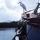 Great Egret On The Boat - PhotoDune Item for Sale