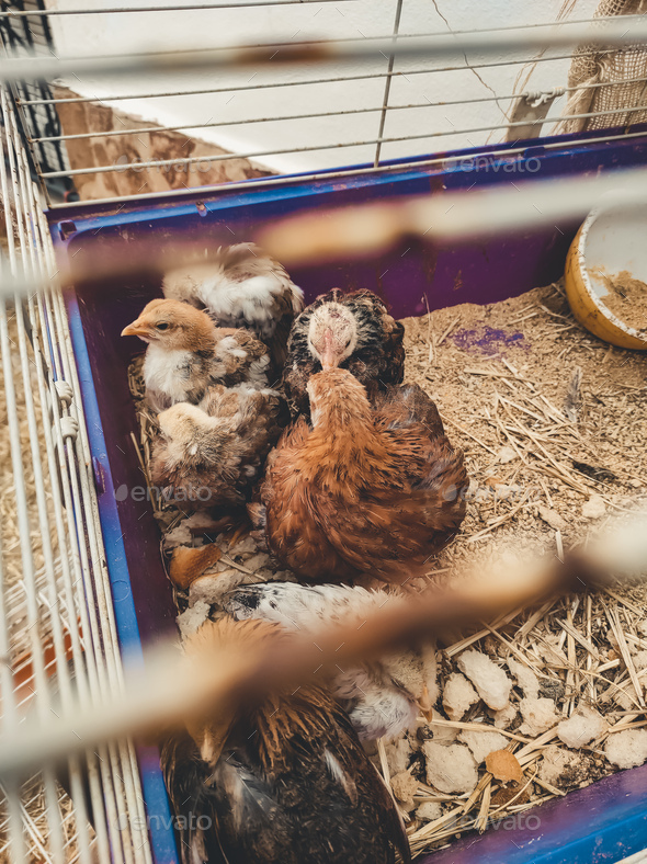 Baby chicken trapped in a jail Stock Photo by nanihta PhotoDune