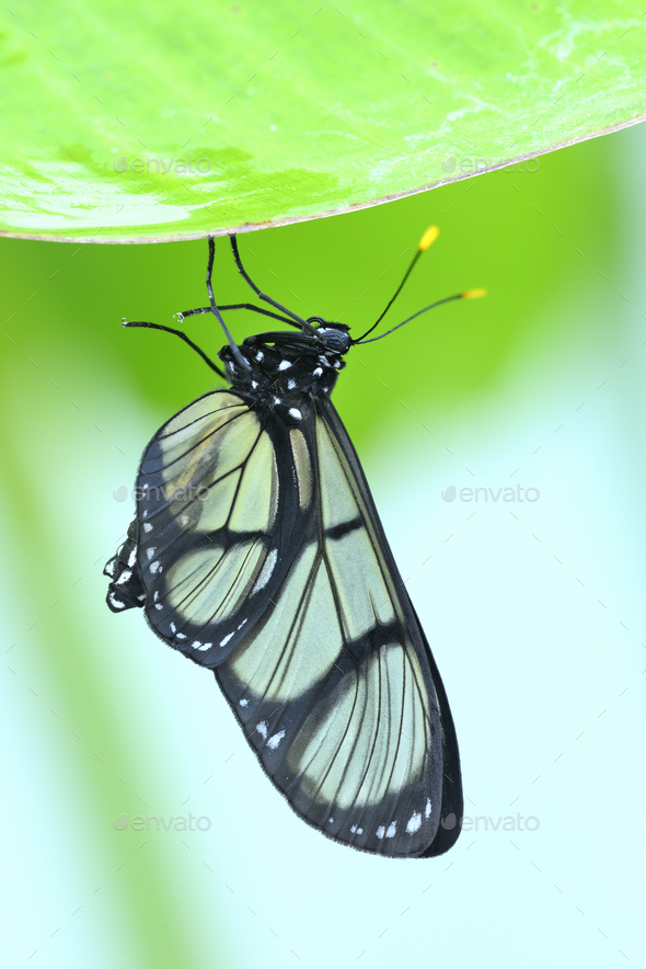 Tropical glasswing butterfly among green banana leaves - Stock Photo - Images