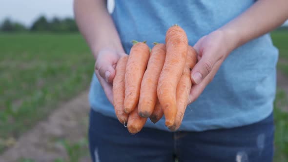 Farmer Holding Organic Carrot on the Field.