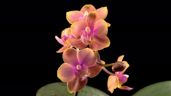 Blooming Peach Orchid Phalaenopsis Flower alt