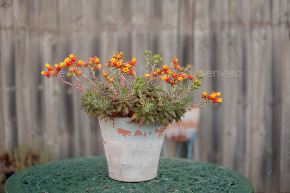 Flowering Succulent - Stock Photo - Images