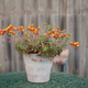 Flowering Succulent - PhotoDune Item for Sale