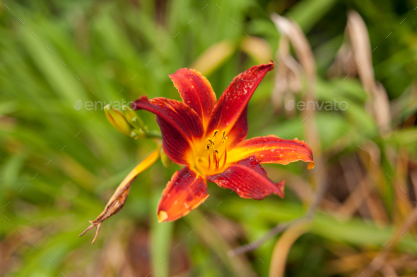 Lilium canadense, Canadian Lily - Stock Photo - Images
