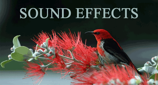Sound Effects