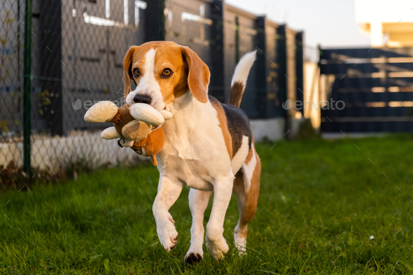 are beagles fast