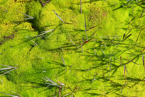 Moss Texture Wit Leaves Stock Photo By Estivillml Photodune