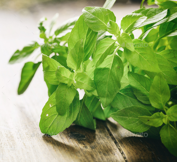 Fresh basil plant leaves on wooden background