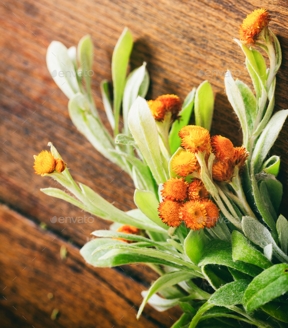 Fresh helichrysum leaves and blossoms on wooden background - Stock Photo - Images