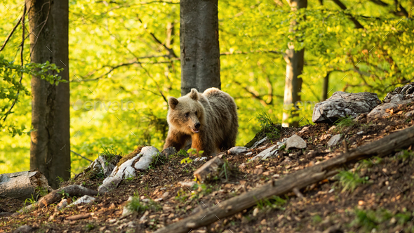 Brown bear walking in forest in sprintime nature - Stock Photo - Images