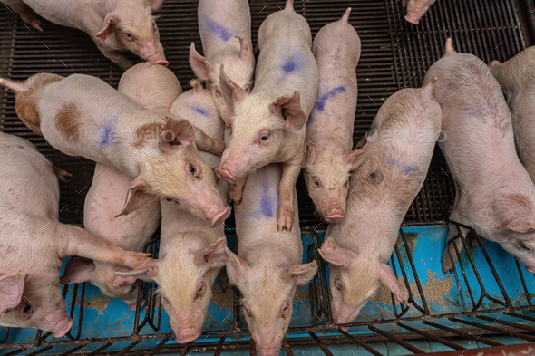 Young pigs in hog farms, Pig industry