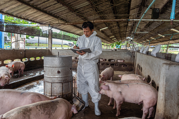 Asian veterinarian working and checking the pig in hog farms, animal and pigs farm industry