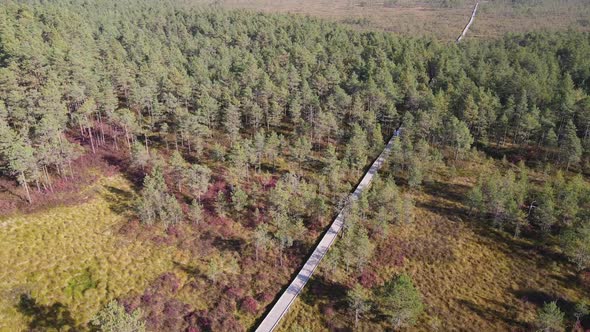 Drone aerial view to Estonian bog