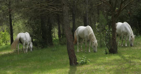 White Camargue horses, occitanie, France alt