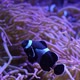 Clownfish swimming around sea anemone - VideoHive Item for Sale