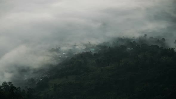 Mystic Fog Forest alt