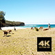 Kangaroos Chilling At Pebbly Beach - VideoHive Item for Sale