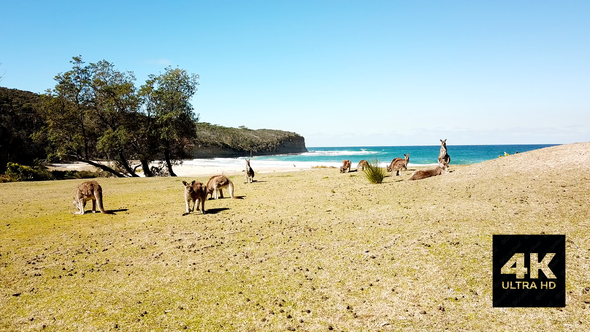 Kangaroos Chilling At Pebbly Beach
