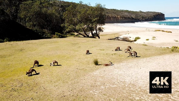Kangaroos Chilling At Pebbly Beach