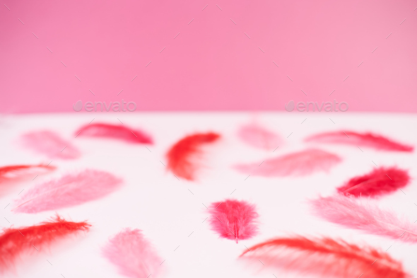 Red and pink bird feathers are laid out on a pink background.