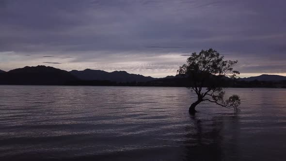 Wanaka Tree aerial alt