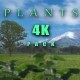 108 Plaints Pack in 4K - VideoHive Item for Sale
