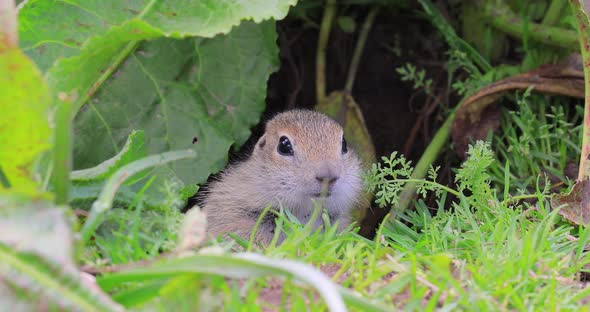Mountain Caucasian Ground Squirrel or Elbrus Ground Squirrel Spermophilus Musicus alt